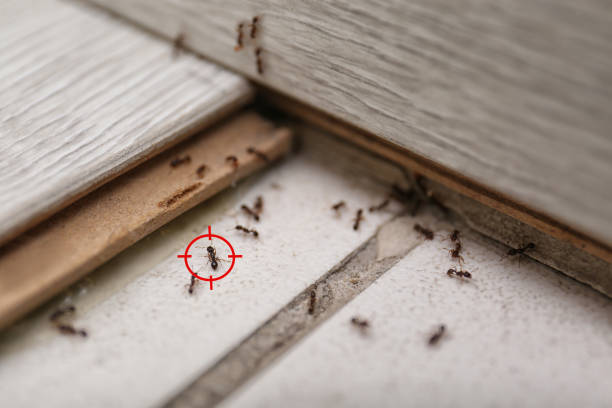 Pest Control Cost in Canton, GA