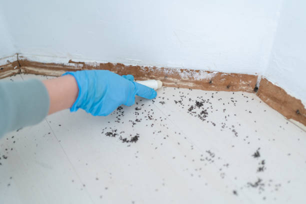 Best Ant Control Services  in Canton, GA